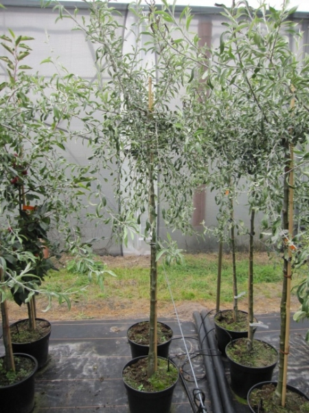Pyrus salicifolia Pendula - Weidenblättrige Hänge- Birne. Ein Ziergehölz mit exotischem Touch. Silberne Blätter und die grazile Hängeform machen diese Pflanze äußerst attraktiv.