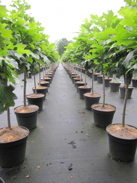 Veredlung auf Stamm der Quercus palustris Green Dwarf