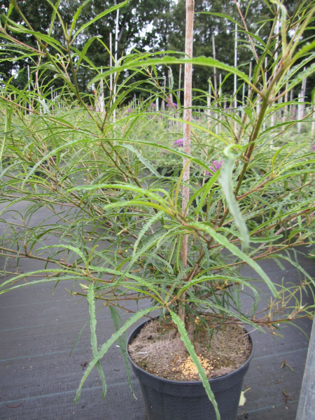 Farnblättriger Faulbaum Asplenifolia 1