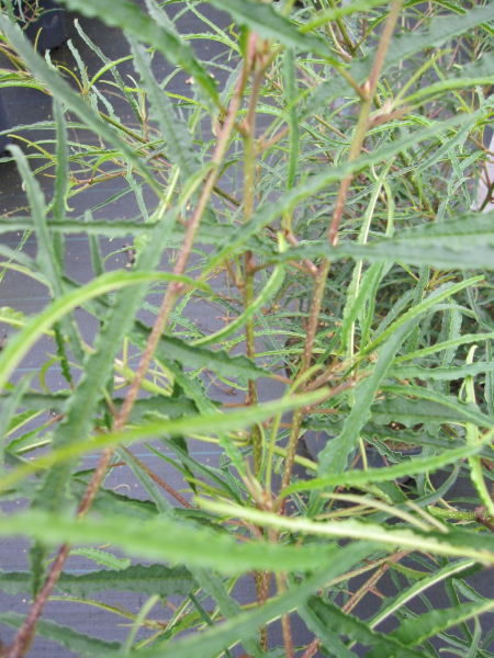 Farnblättriger Faulbaum Asplenifolia 2