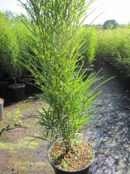 Rhamnus frangula Fine Line 1