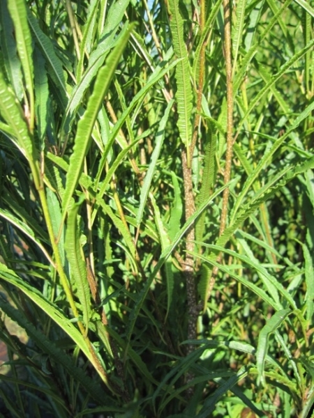 Rhamnus frangula Fine Line 2