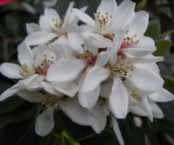 Rhaphiolepis umbellata 1