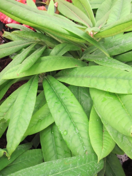 Rhododendron calophytum4