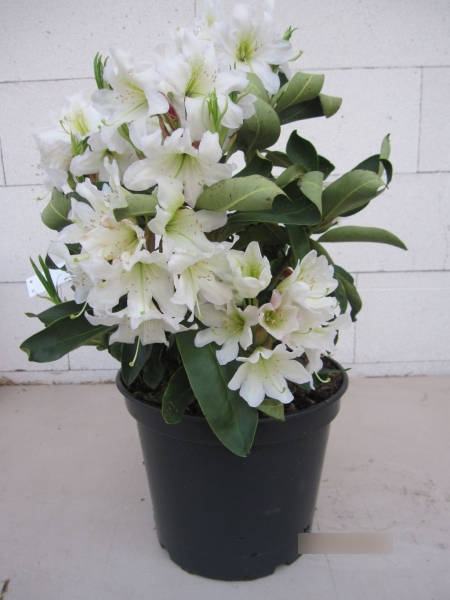 Rhododendron Dufthecke 3