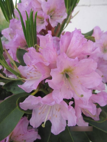 Rhododendron Dufthecke rosa 2