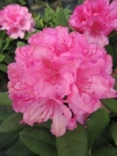 Rhododendron hybr. Dr. Kleinfeld hat eine wunderschöne hellrosafarbene Blüte.