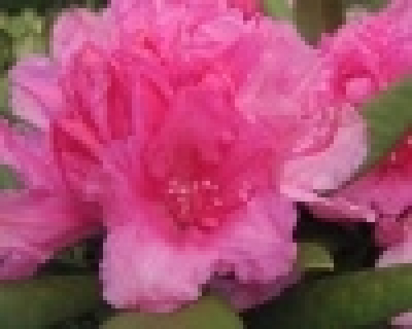 Rhododendron hybr. Dr. Kleinfeld hat eine wunderschöne Blüte.