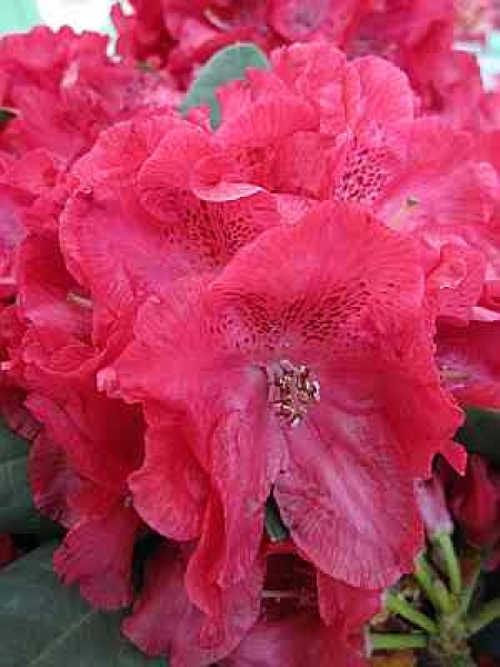 Rhododendron hybr. Lava hat eine leuchtend karminrote Blüte.