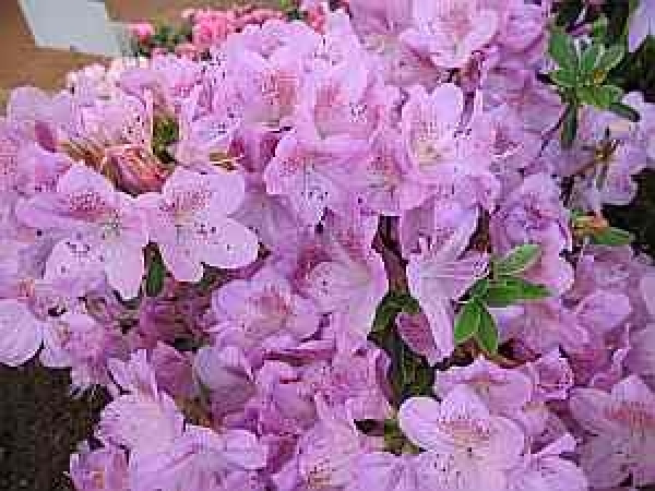 Rhododendron hybr. Ledikanense hat eine wunderschöne hellviolette Blüte.