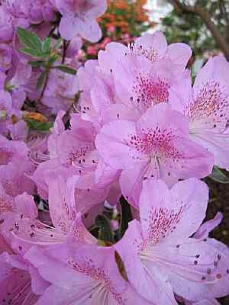 Rhododendron hybr. Ledikanense hat eine hellviolette Blüte mit einer dunkelvioletten Mitte.