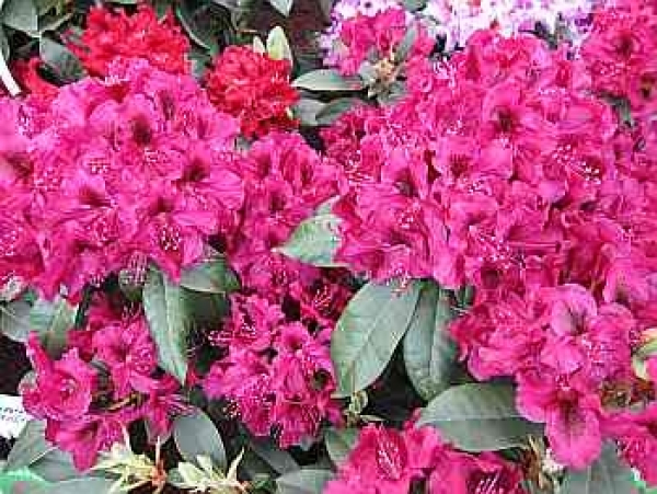 Rhododendron hybr. Olin D. Dobbs hat eine karminrote Blüte.