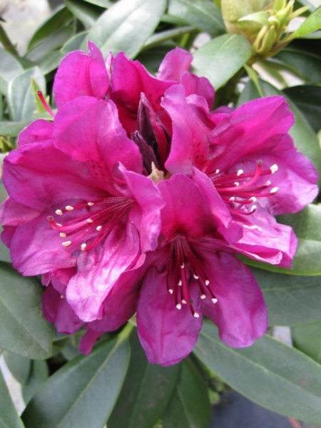 Rhododendron hybr. Polarnacht hat eine wunderschöne dunkelviolette Blüte.