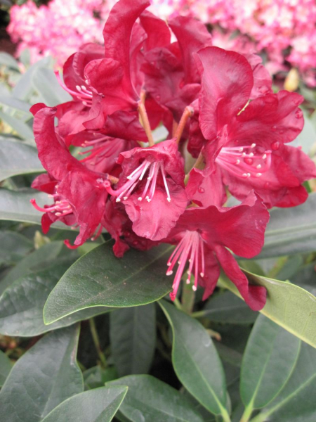 Rhododendron hybr. Purple Moon