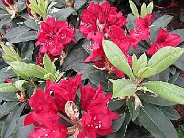 Rhododendron Hybride Matador 2