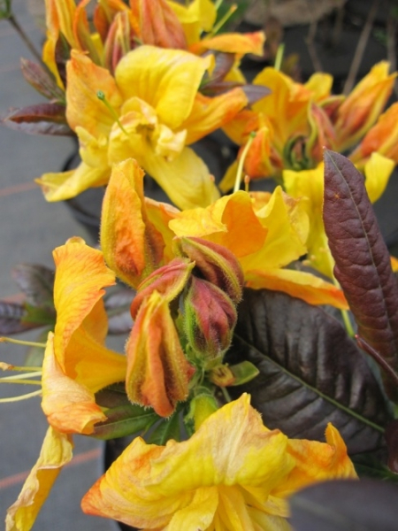 Rhododendron luteum Annabella - sommergrüne - Azalee - besitzt eine besonders gute Winterhärte.