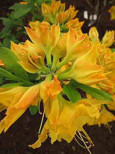 Rhododendron luteum Friesia hat eine leuchtend gelbe Blüte.