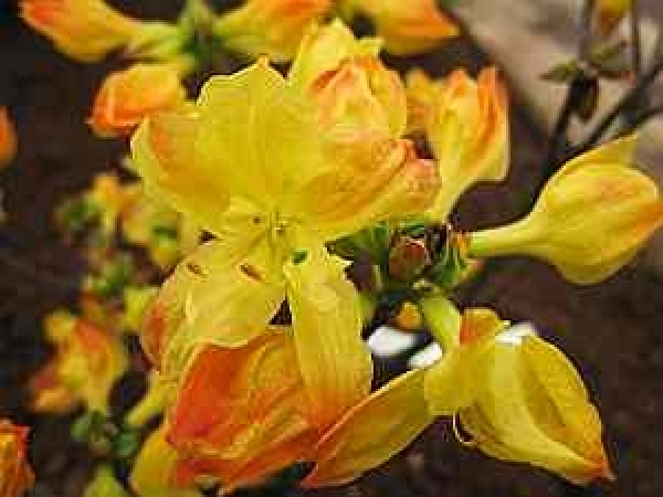 Rhododendron luteum Glühlicht hat eine wunderschöne leuchtend gelb-orange Blüte.
