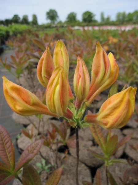 Rhododendron luteum Golden Sunset hat eine attraktive goldgelbe Blüte.