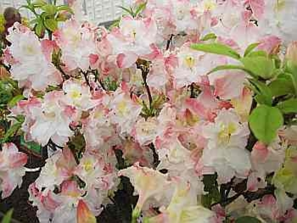 Rhododendron luteum Jack A. Sand hat eine wunderschöne cremeweiße Blüte.