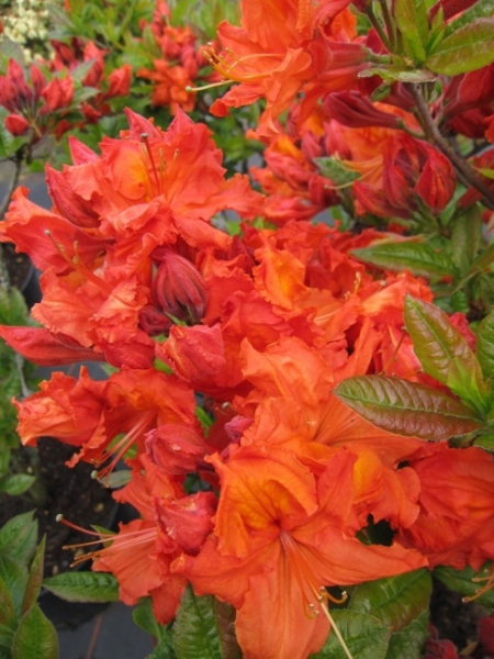 Rhododendron luteum Rosata hat eine leuchtend orange Blüte.