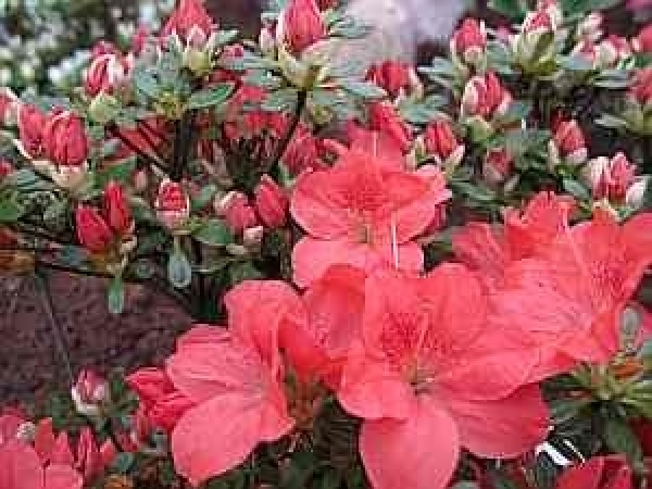 Rhododendron obtusum Bine hat eine wunderschöne Blüte.