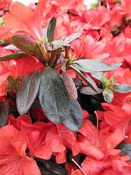 Rhododendron obtusum Medicante hat eine leuchtend hellrote Blüte.