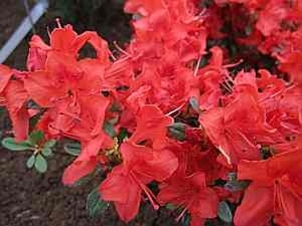 Rhododendron obtusum Muneira hat eine wunderschöne leuchtend dunkelrosa Blüte.