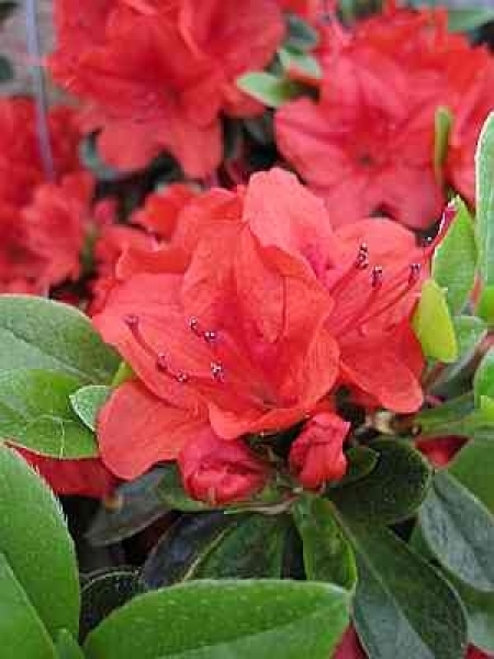 Rhododendron obtusum Sonja hat ein leuchtend weinrote Blüte.