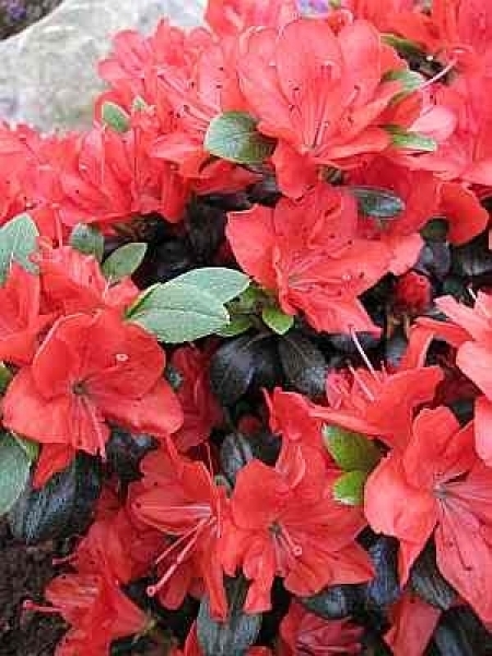 Rhododendron obtusum Stretta hat eine leuchtend weinrote Blüte.