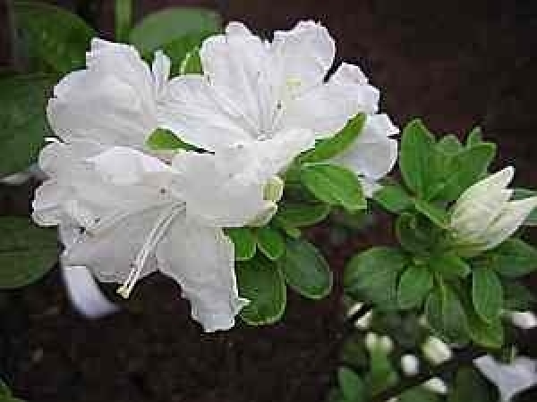 Rhododendron obtusum Tananami hat eine wunderschöne reinweiße Blüte.
