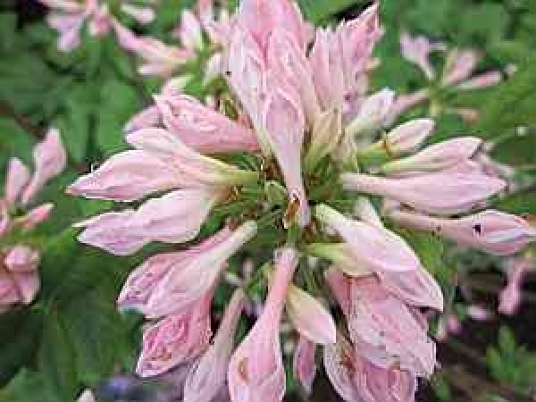 Rhododendron prinophyllum bot. Art hat eine trichterförmige rosafarbende Blüte.