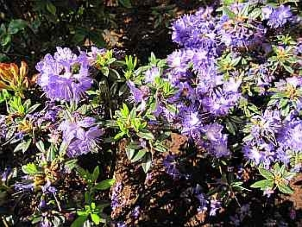 Rhododendron russatum Gletschernacht