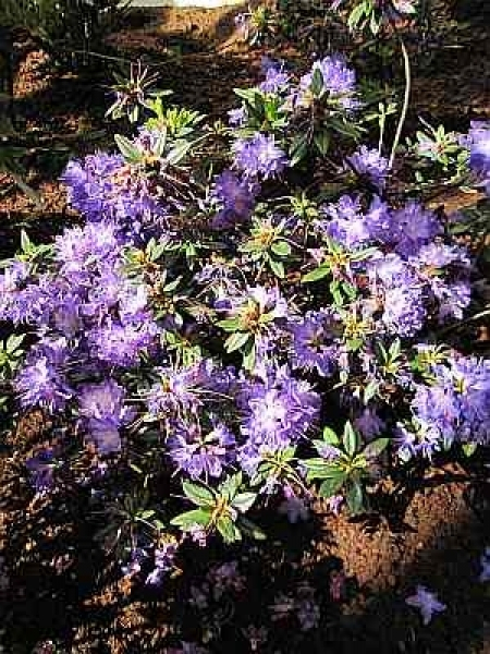 Rhododendron russatum Gletschernacht