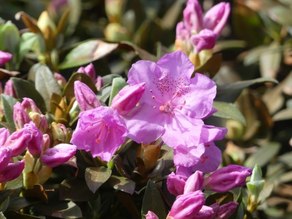 Rhododendron / Alpenrose Wigeon - Rhododendron saluenense Wigeon