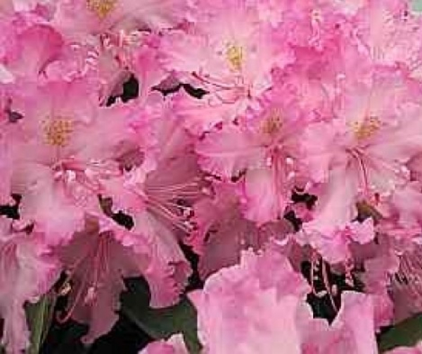 Rhododendron smirnowii Millenium 2