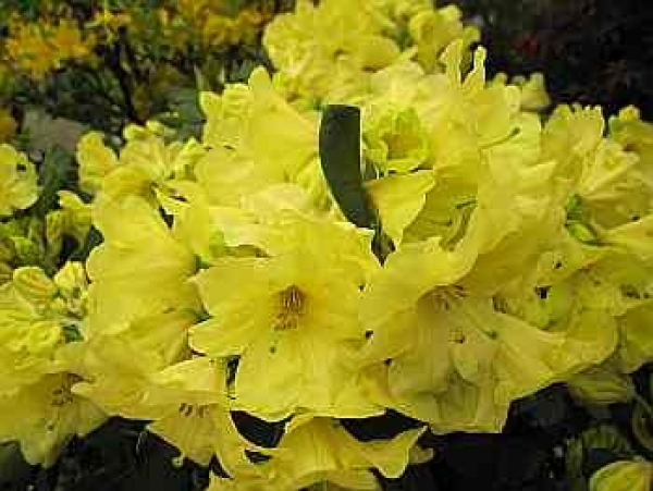 Rhododendron wardii Finesse 1