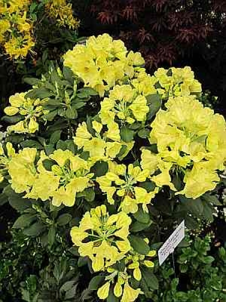 Rhododendron wardii Finesse 2