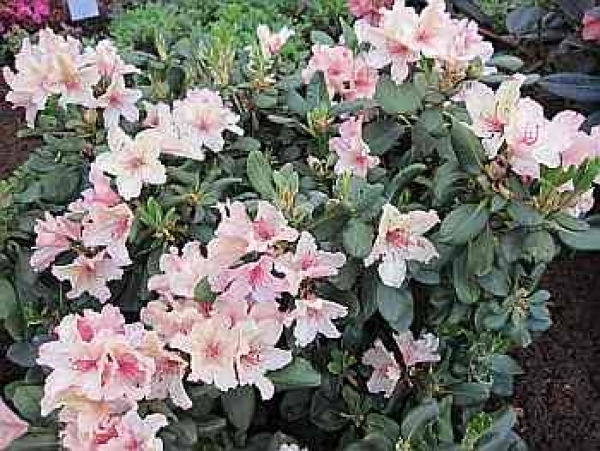 Rhododendron wardii Rio Brasil hat eine cremeweiße Blüte mit rosa farbenen Einschlüßen.