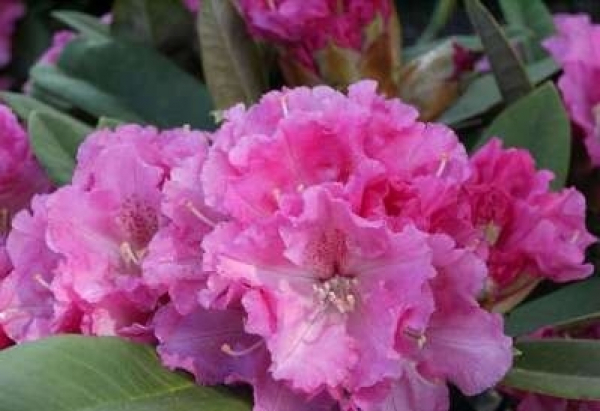 Rhododendron yakushimanum Friederike 1
