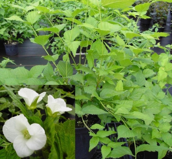 Rhodotypos scandens, Scheinkerrie oder Rosenkerrie, trägt viele weiße Blüten