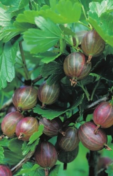 Ribes uva crispa Hinnonmäki rot ist halbresistent gegen Mehltau und Blattkrankheiten.
