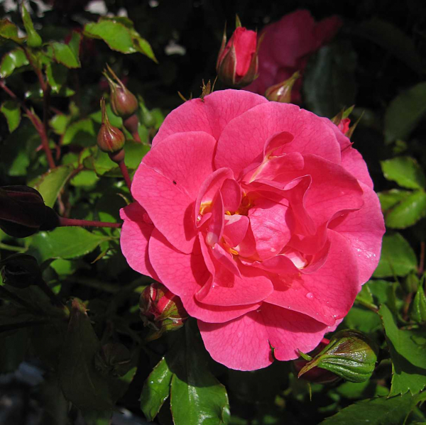 Intensives Pink der mehl- und sternrußtauresistenten Kordes-Bodendeckerrose.