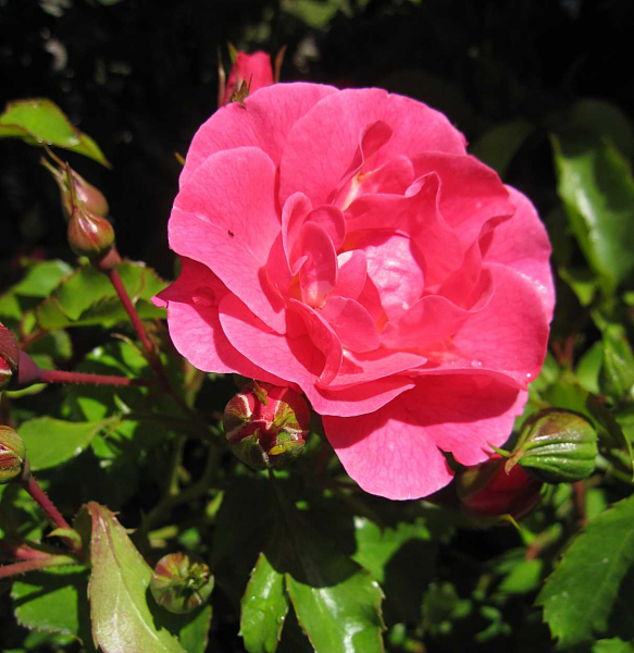 Bodendeckende Rose von auszeichneter Gesundheit