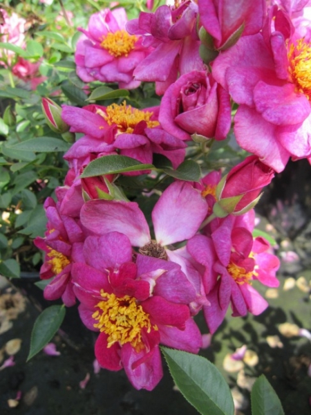 Rosa Bluenette® - Zwergrose Bluenette® - überzeugt mit ihren dunkelvioletten, leicht gefüllten Blüten und den markanten gelben Staubgefäßen, die einen zarten Duft verbreiten. Die Blütezeit ist von Juni bis Oktober.