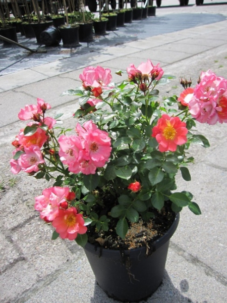 Rosa Coco® - Zwergrose Coco® - benötigt einen sonnigen bis halbschatttigen Standort.