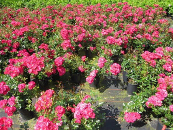 Bodendeckerrose Fairy Red® 92 - Rosa Fairy Red® 92 - scharlachrot - - hat einen breiten, buschigen und überhängenden Wuchs.