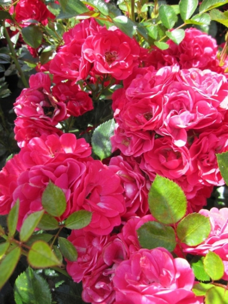 Bodendeckerrose Fairy Red® 92 - Rosa Fairy Red® 92 - scharlachrot - - benötigt einen halbschattigen bis sonnigen Standort. Die Winterhärte ist sehr gut.
