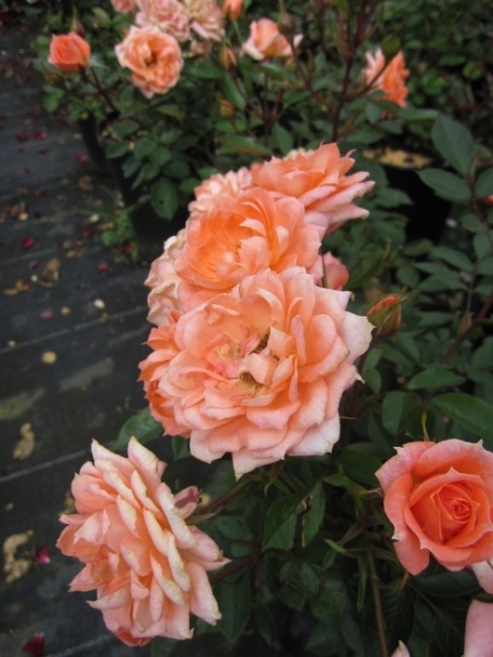 Rosa Flower Power® - Zwergrose Flower Power® - benötigt einen halbschattigen bis sonnigen Standort und besitzt eine sehr gute Winterhärte.
