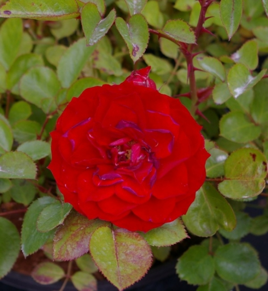 Rosa Flower Ruby® - Zwergrose Flower Ruby® - blühten in den Monaten von Juni bis Oktober mit wunderschönen leuchtend roten, gefüllten Blüten. Der Wuchs ist kompakt und buschig.